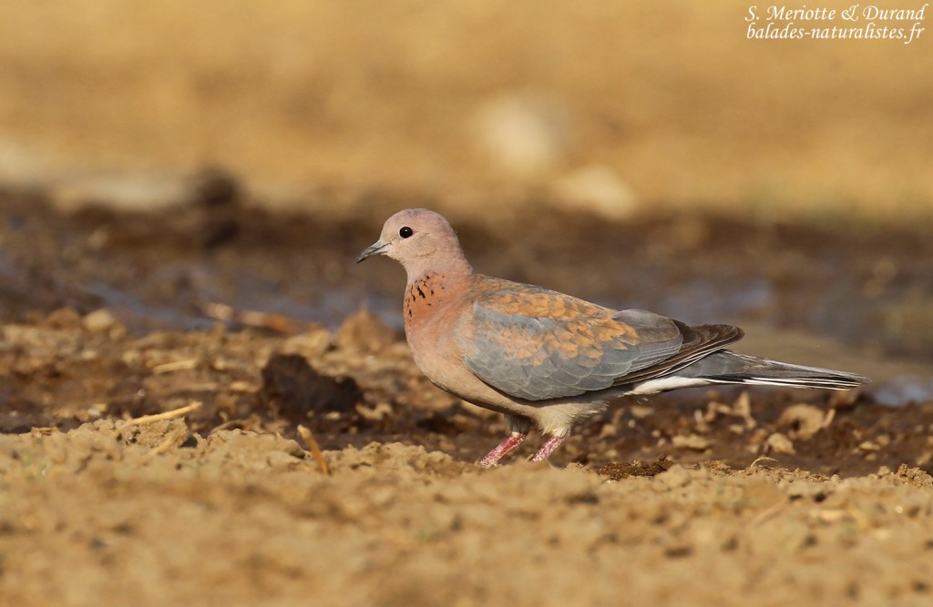 Tourterelle maillée, Dan Viljoen