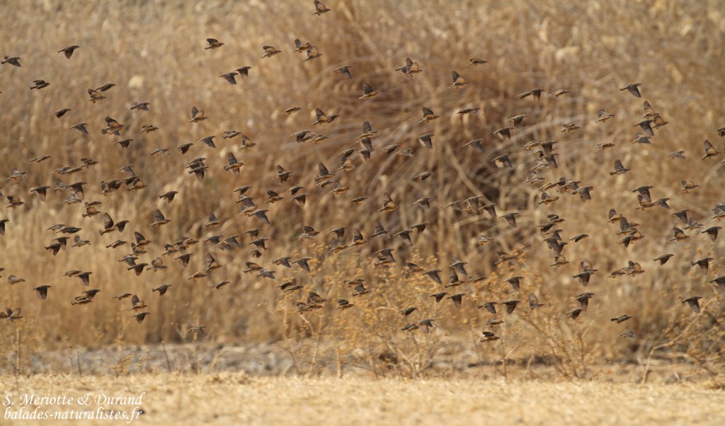 Travailleur à bec rouge, Dan Viljoen