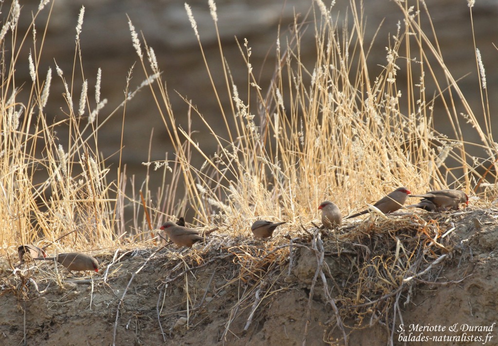 Astrild ondulé, Dan Viljoen