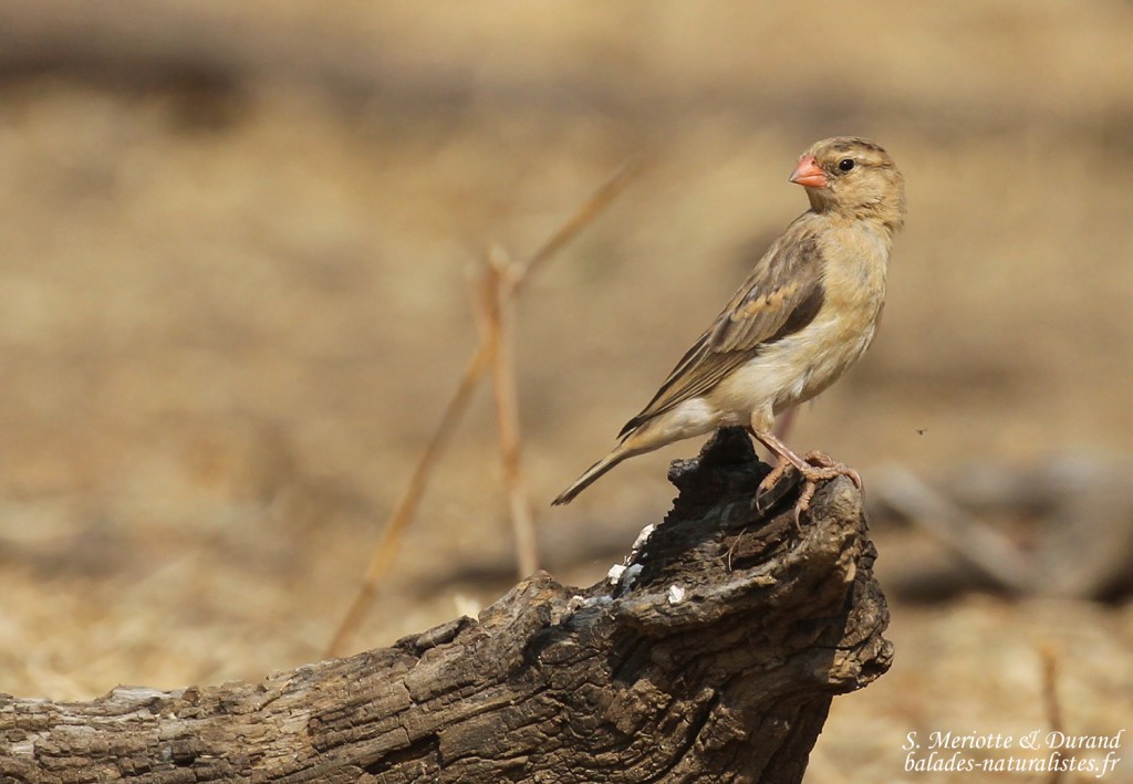 Veuve royale, Dan Viljoen
