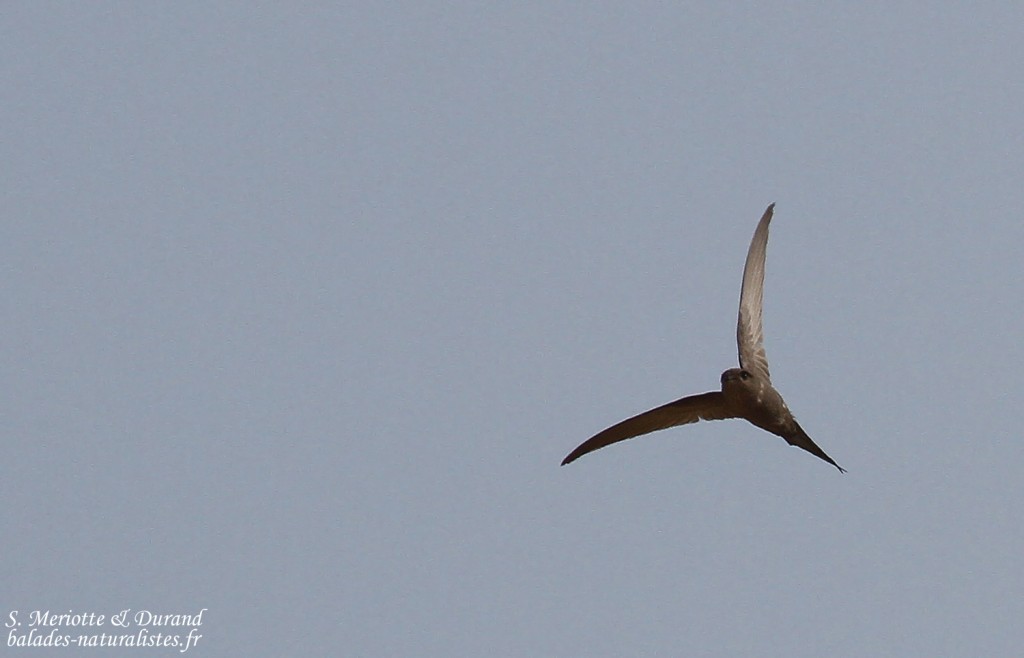 Martinet des palmes, Dan Viljoen
