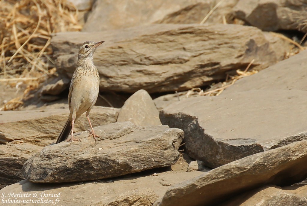 Pipit à long bec, Dan Viljoen