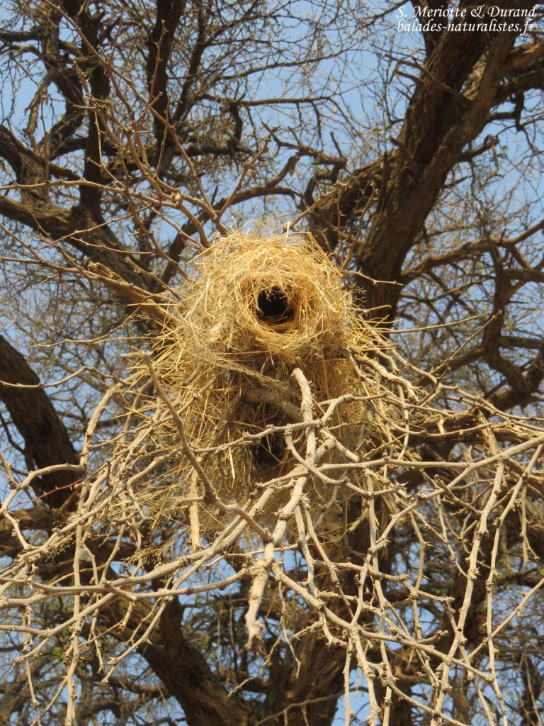 Nid de Mahali à sourcil blanc, Dan Viljoen
