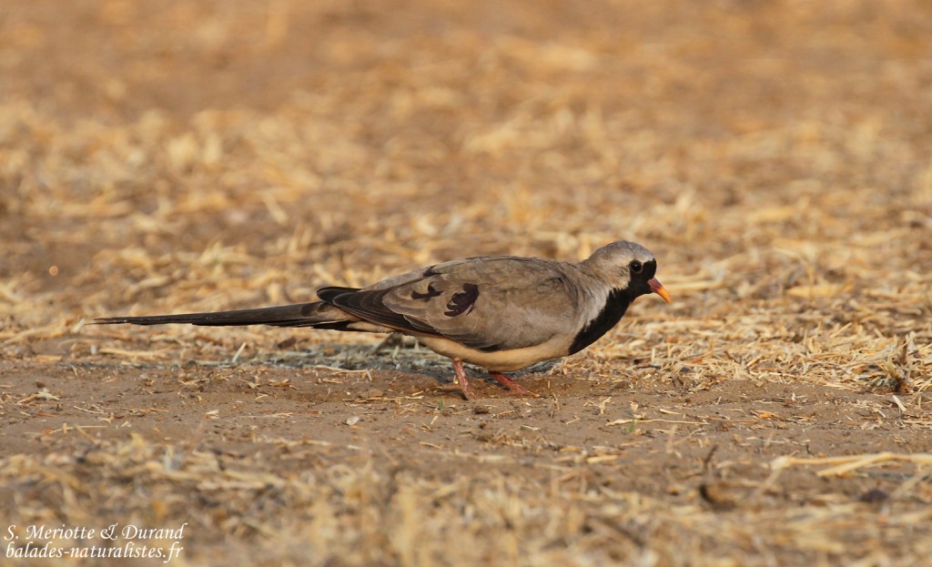 Tourtelette masquée, mâle, Dan Viljoen