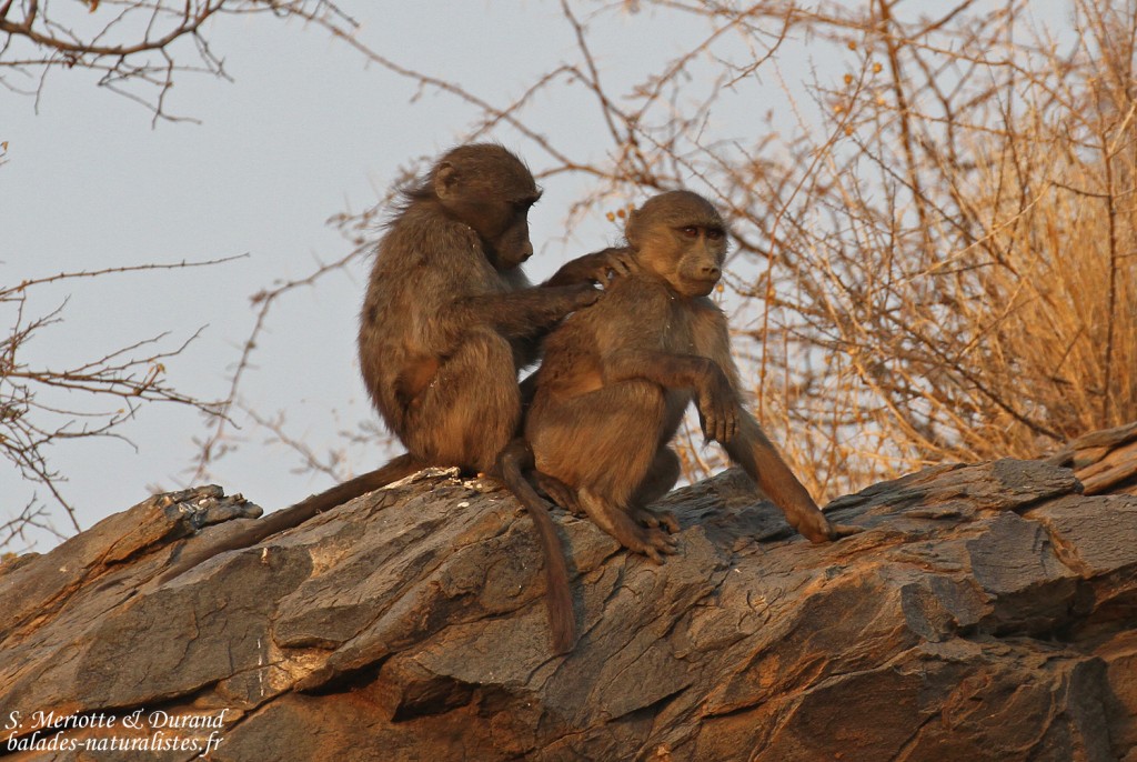 Babouin chacma, Dan Viljoen