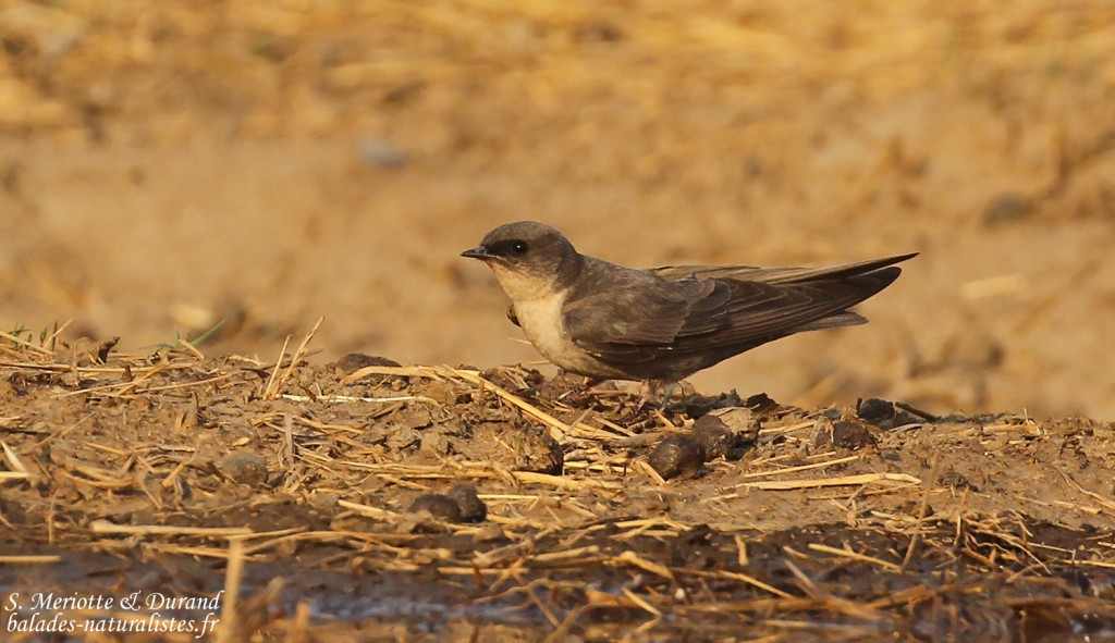 Hirondelle isabelline, Dan Viljoen