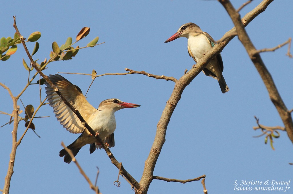 Couple de Martin-chasseur à tête brune, Katima Mulilo