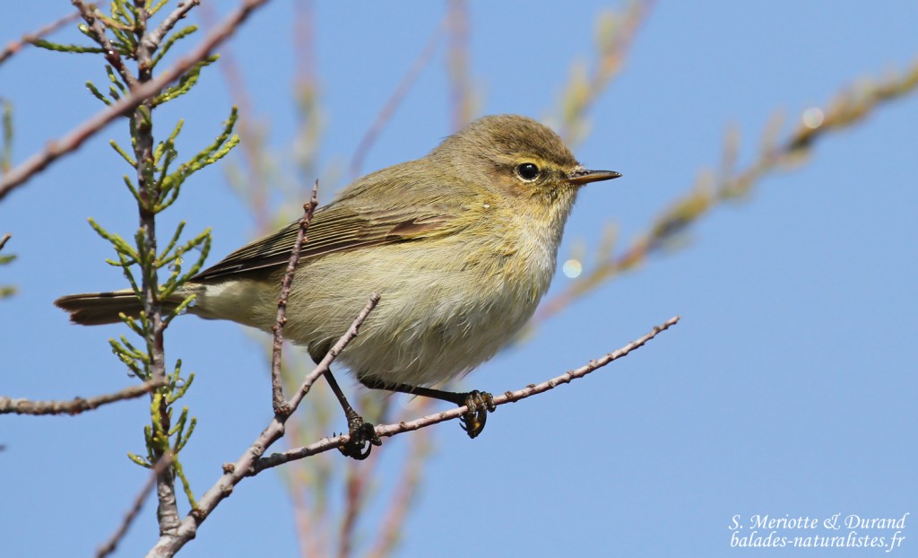 Pouillot véloce, Camargue