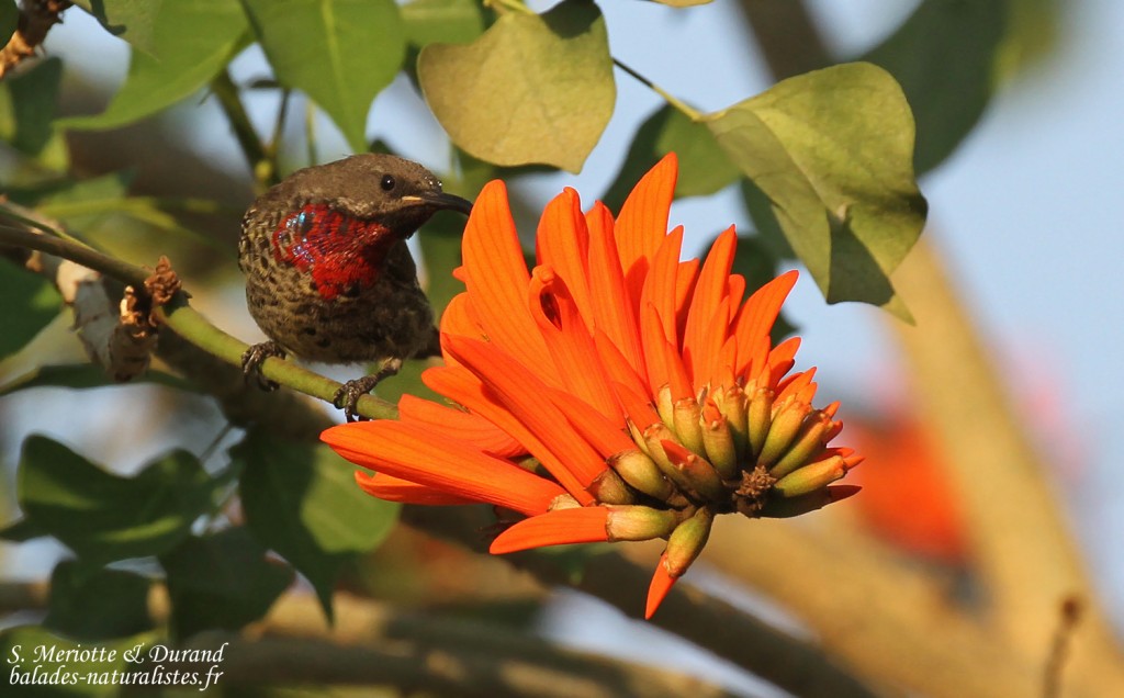 Souimanga à poitrine rouge, Katima Mulilo