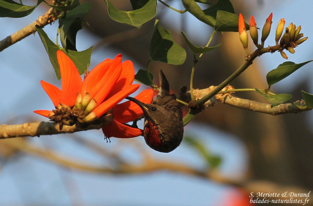 Souimanga à poitrine rouge, Katima Mulilo