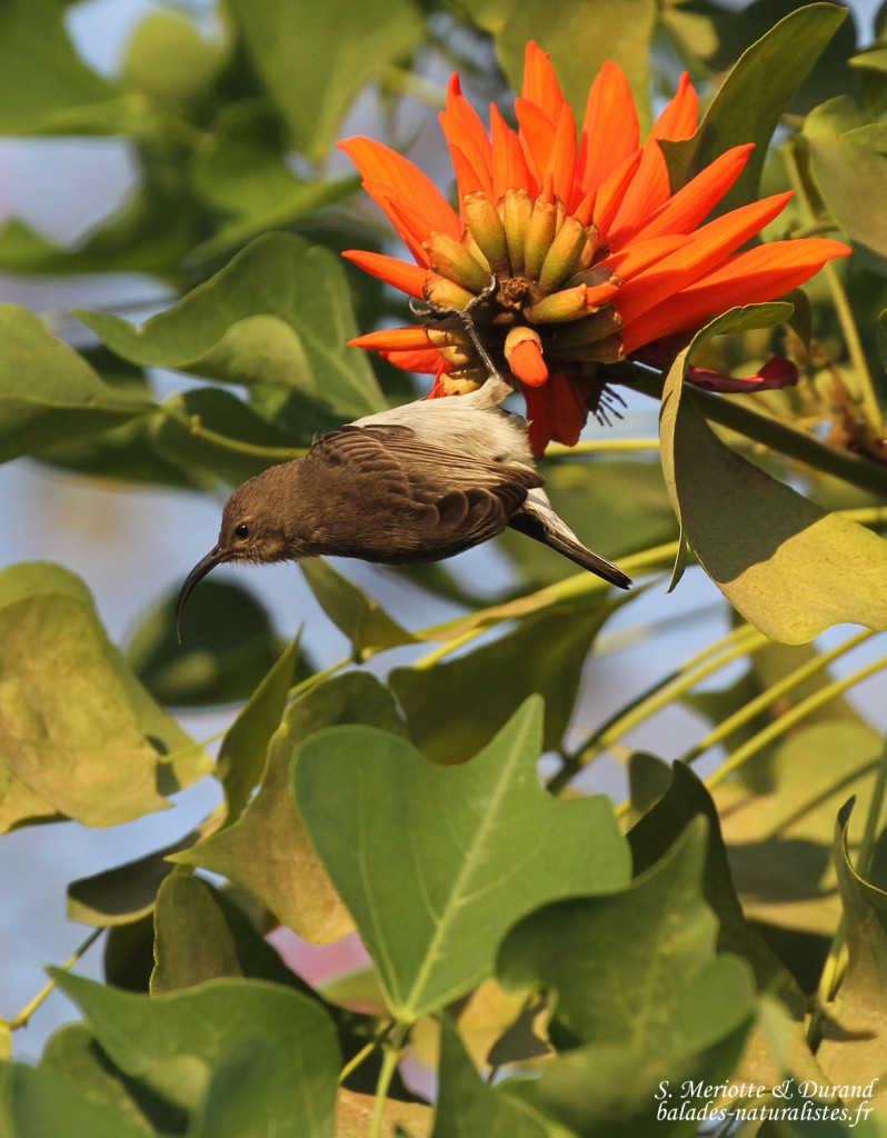 Souimanga à poitrine rouge, femelle, Katima Mulilo