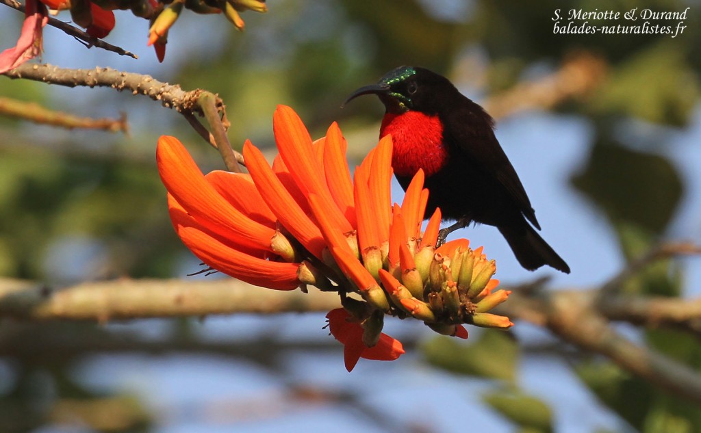 Souimanga à poitrine rouge, Katima Mulilo
