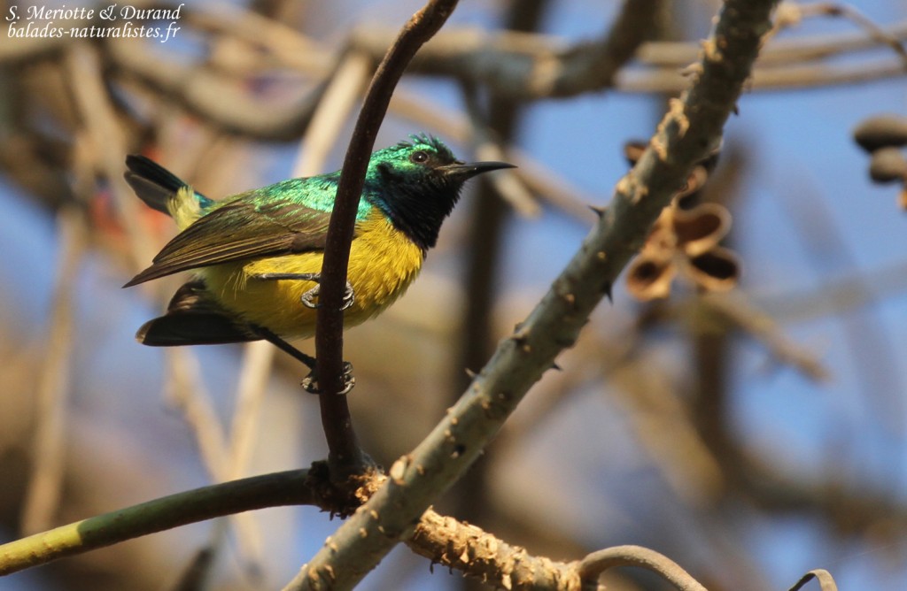 Souimanga à collier, Katima Mulilo