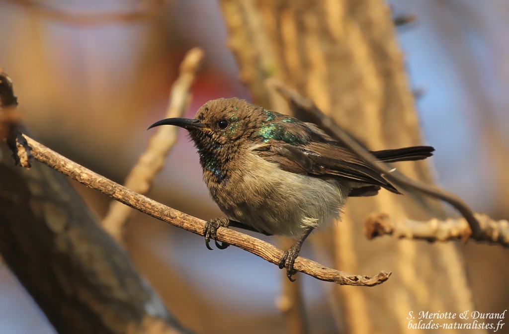 Souimanga fuligineux, Katima Mulilo
