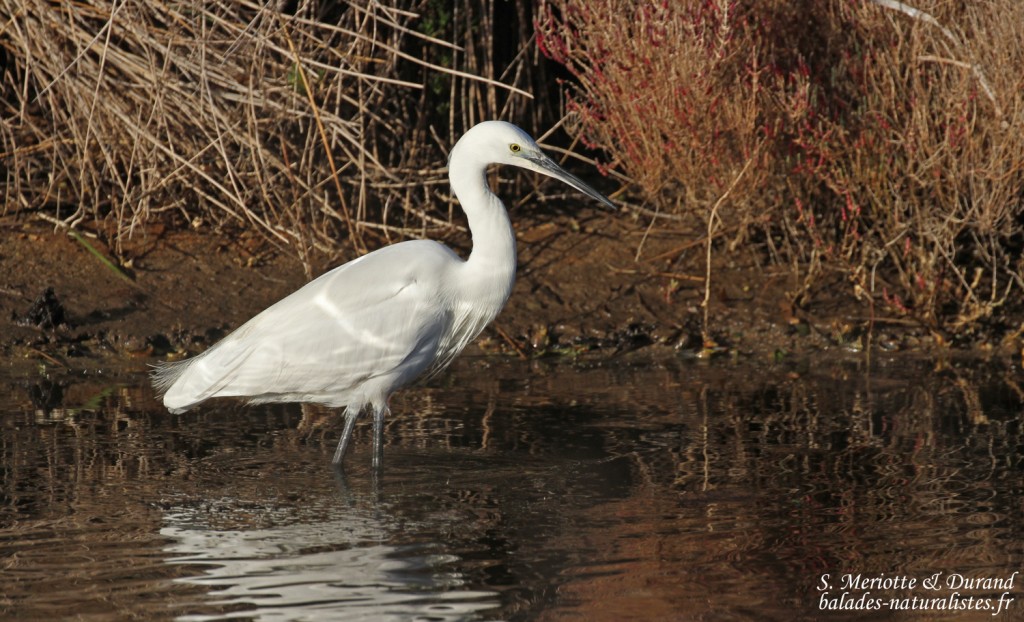 aigrette-garzette-hyeres-salins
