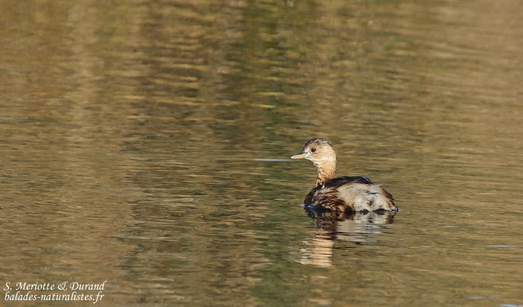 Grèbe castagneux, Salins d'Hyères
