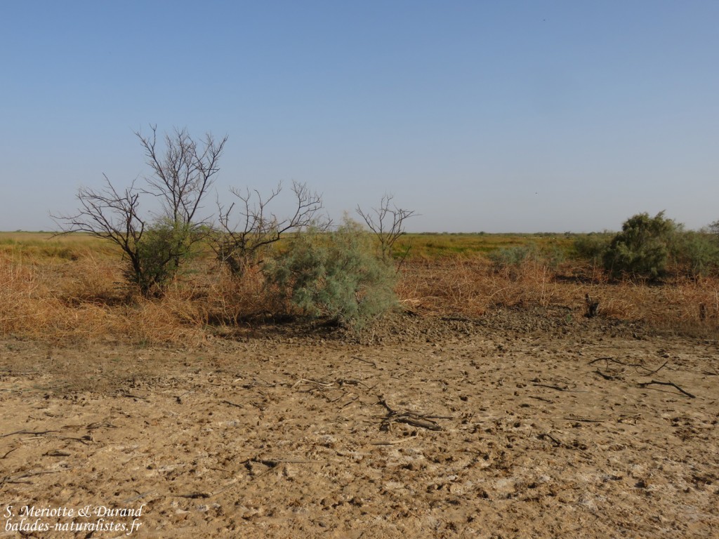 Paysages du Djoudj
