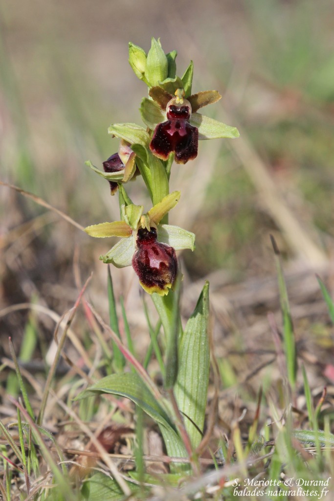 Ophrys passionis, Étang de l'Estomac, Fos-sur-mer