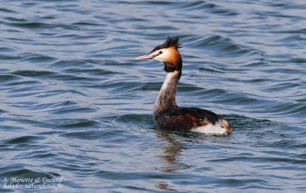 Grèbe huppé, Étang de l'Estomac, Fos-sur-mer