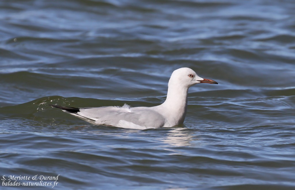 Goéland railleur, Étang de l'Estomac, Fos-sur-mer