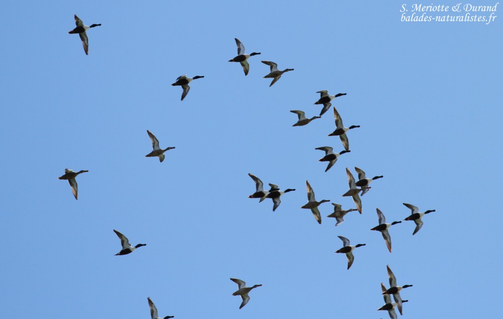 Canards souchets, Étang de l'Estomac, Fos-sur-mer