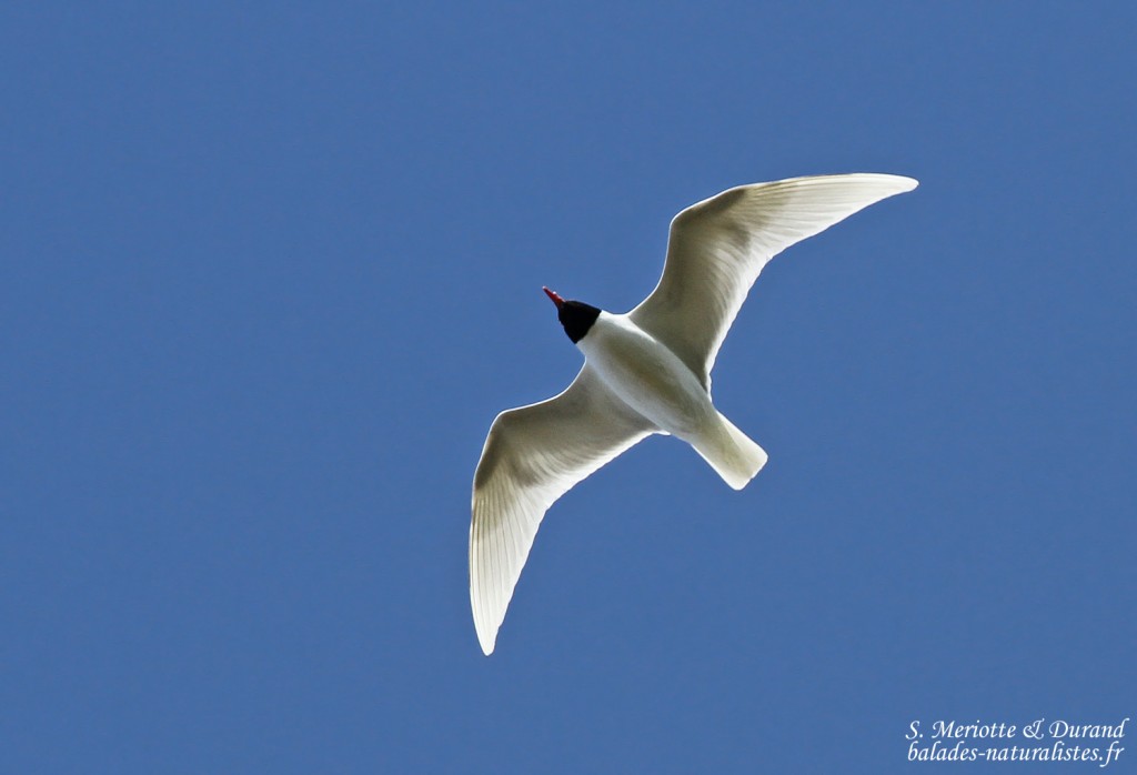 Mouette mélanocéphale, Étang de l'Estomac, Fos-sur-mer