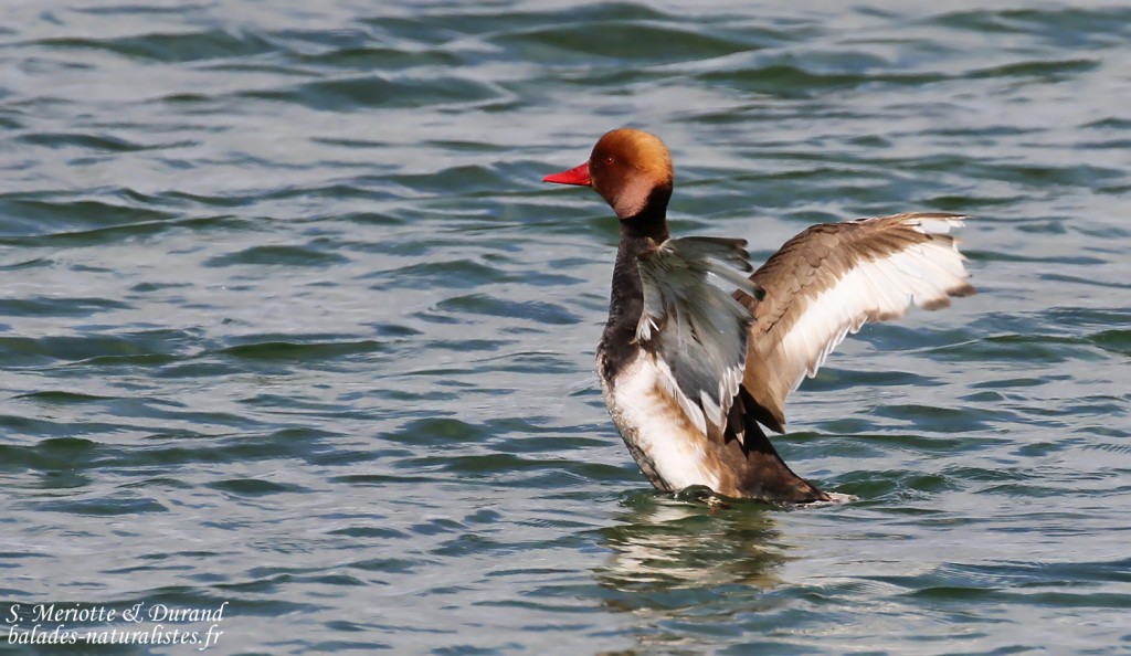 Nette rousse, Étang de l'Estomac, Fos-sur-mer