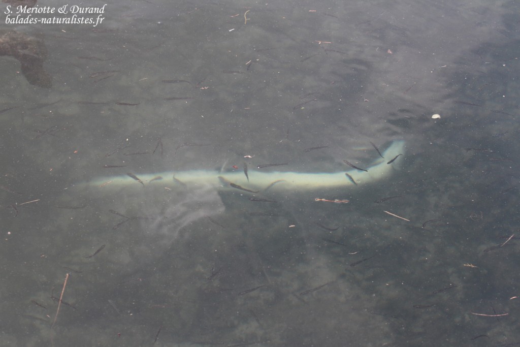 Anguille morte, Étang de l'Estomac, Fos-sur-mer