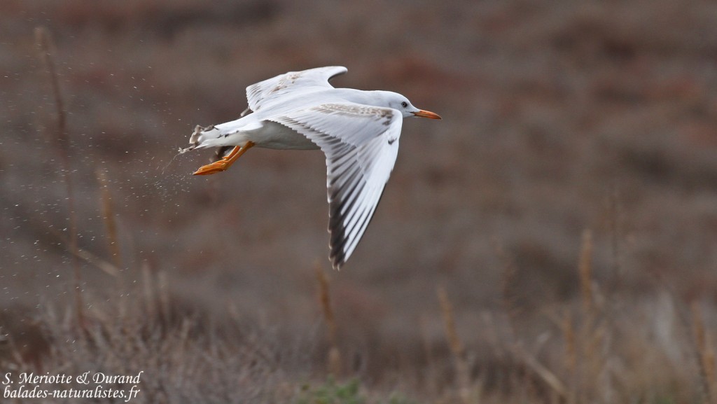 Goéland railleur immature, Étang de l'Estomac, Fos