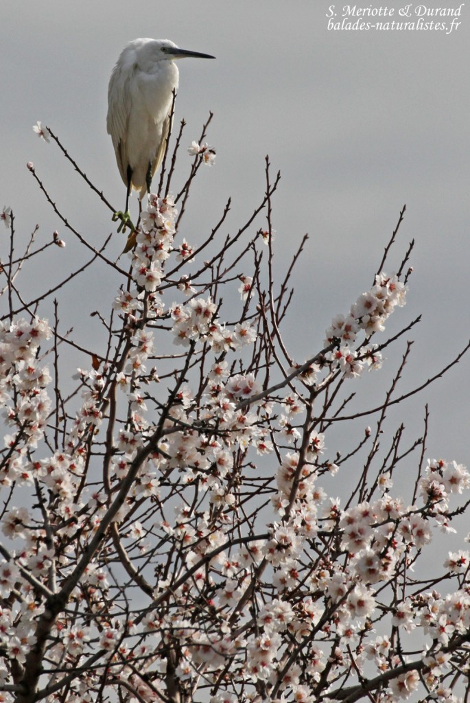 Aigrette garzette, Étang de l'Estomac, Fos