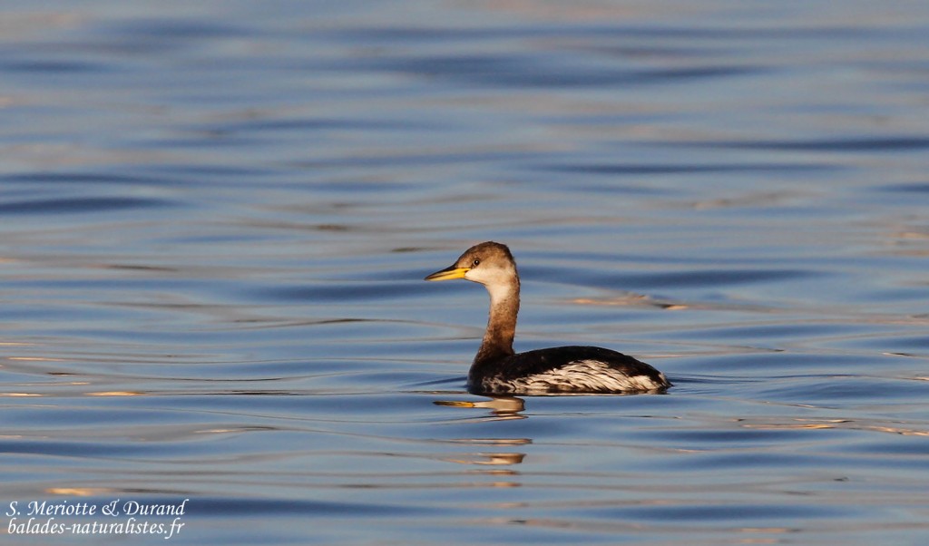 Grèbe jougris, Étang de l'Estomac, Fos