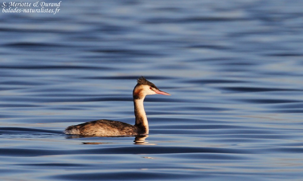 Grèbe huppé, Étang de l'Estomac, Fos