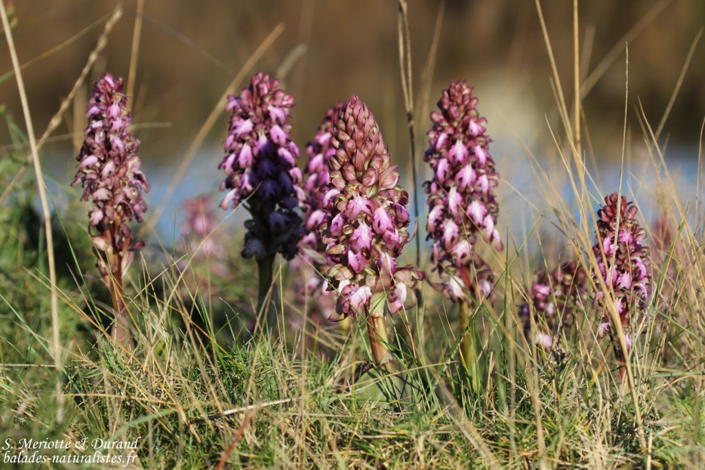 Barlia de Robert, Étang de l'Estomac, Fos