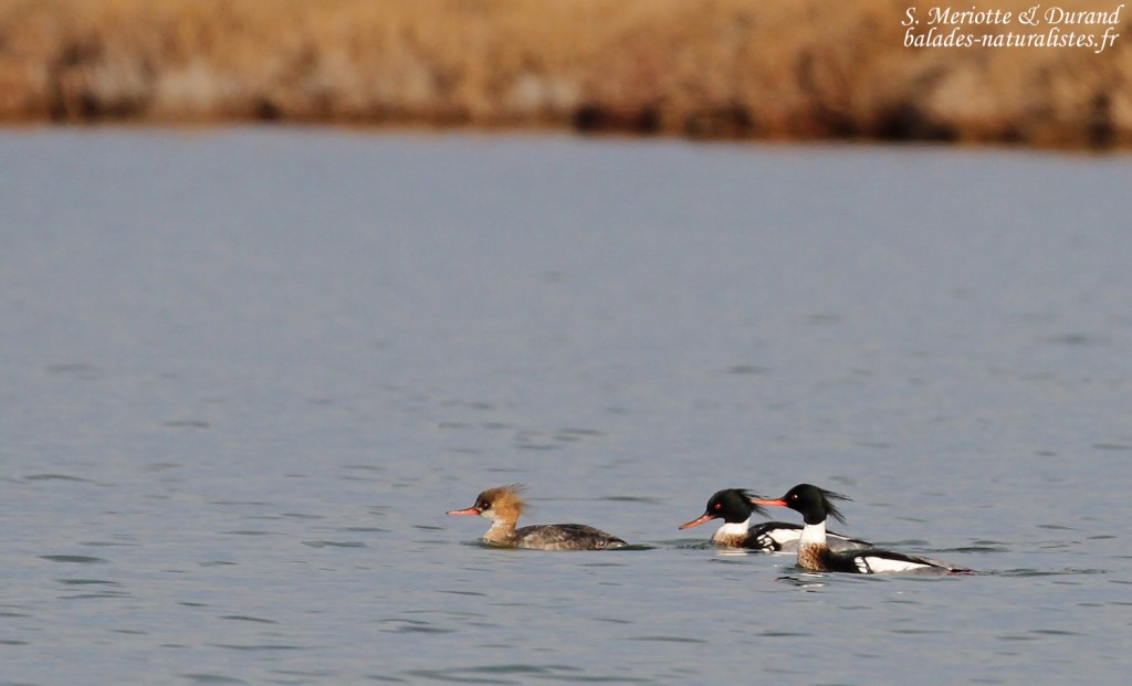 Harles huppés, Étang de l'Estomac, Fos