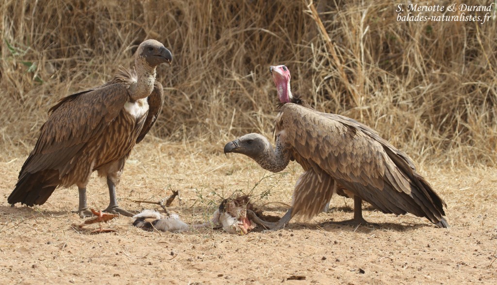 Vautours charognard et africains près de Touba