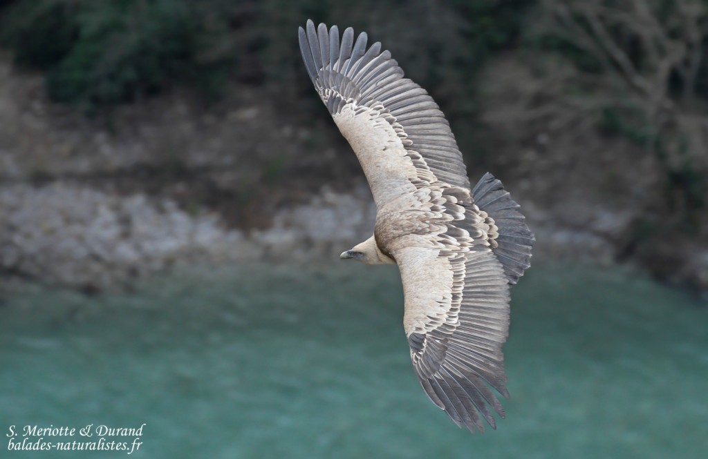 Vautour fauve, Gorges du Verdon