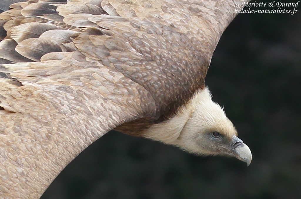 Vautour fauve, Verdon