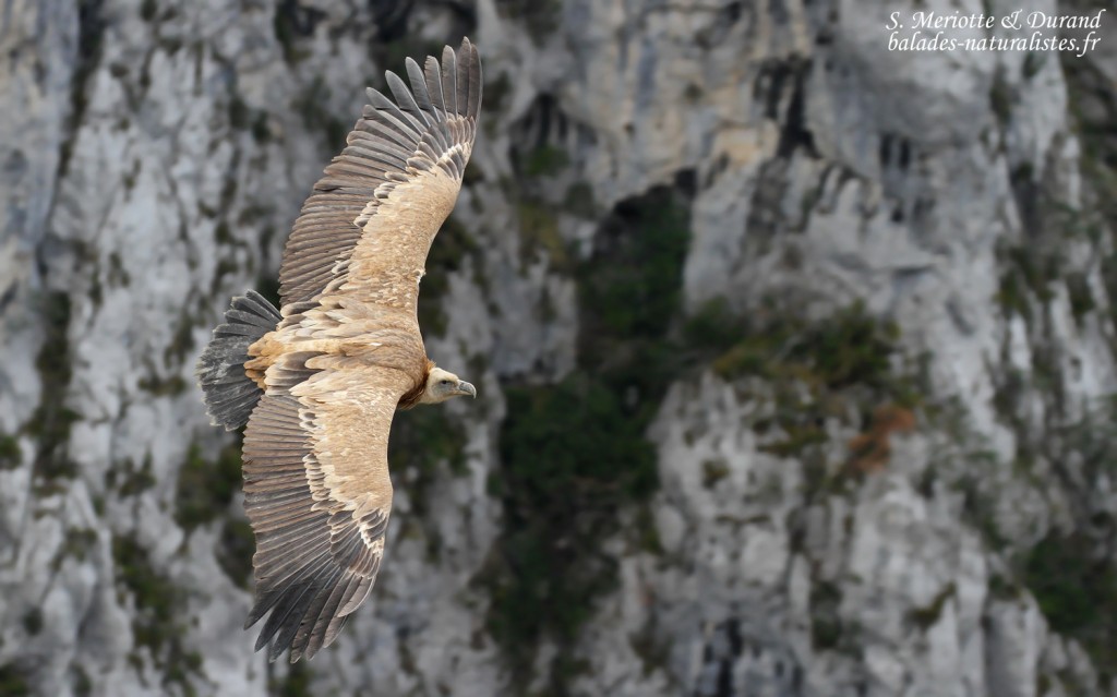 Vautour fauve, Gorges du Verdon