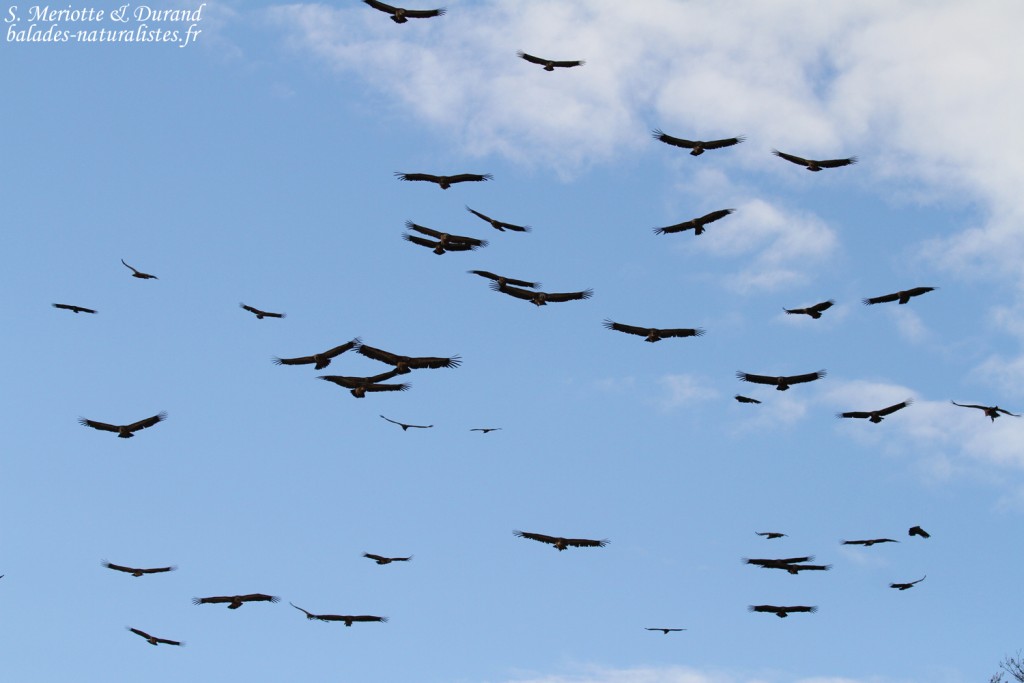 Vautours fauves, Gorges du Verdon