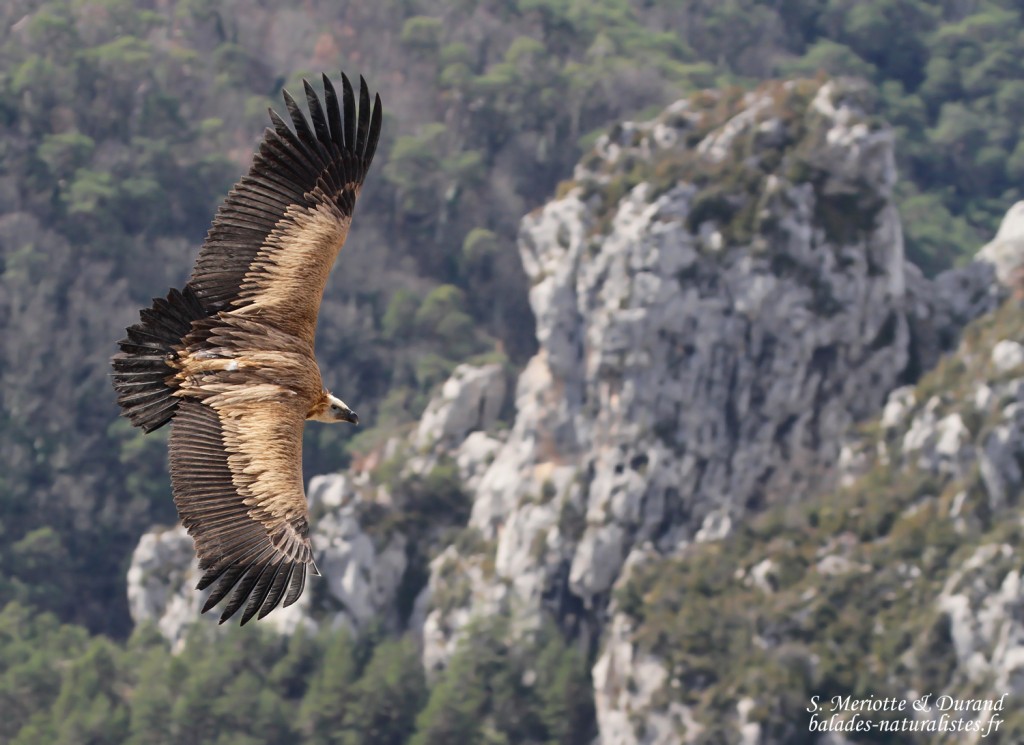 Vautour fauve, Gorges du Verdon