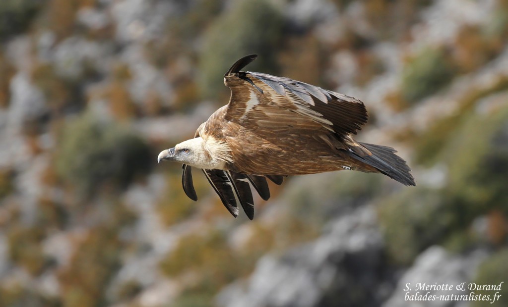 Vautour fauve, Gorges du Verdon