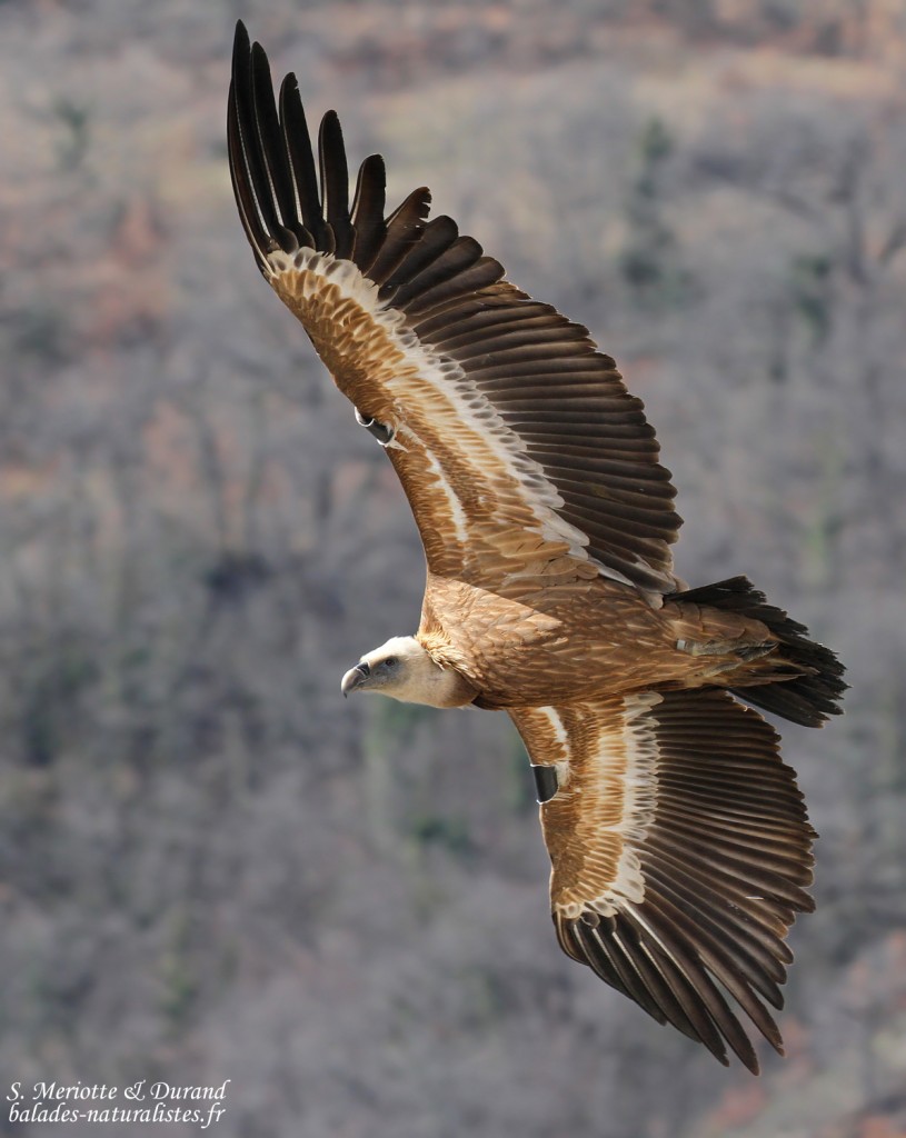 Vautour fauve, Gorges du Verdon