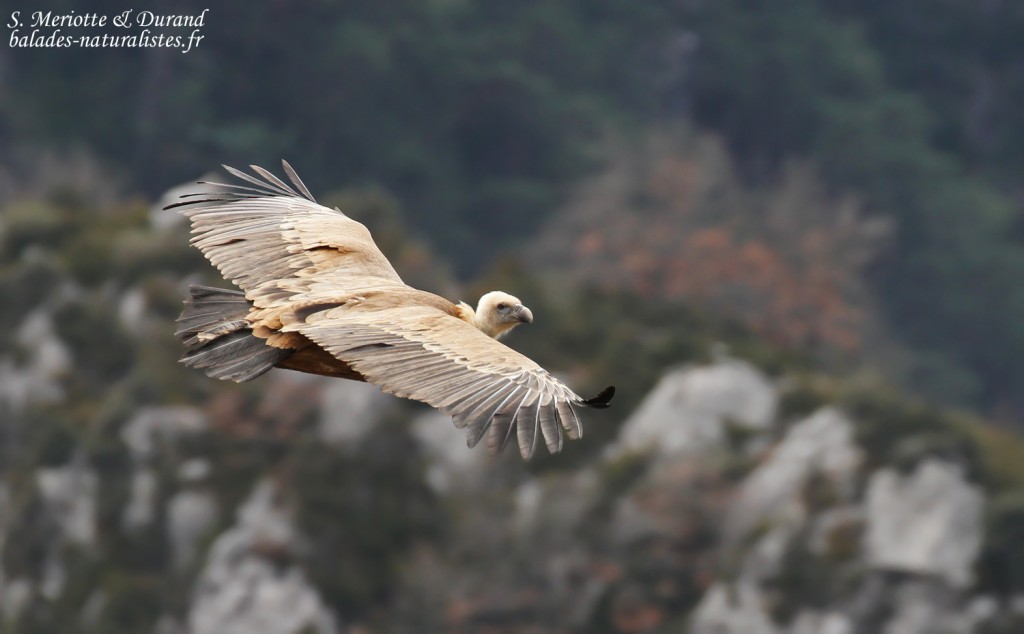 Vautour fauve, Gorges du Verdon