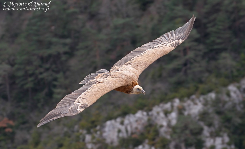 Vautour fauve, Gorges du Verdon