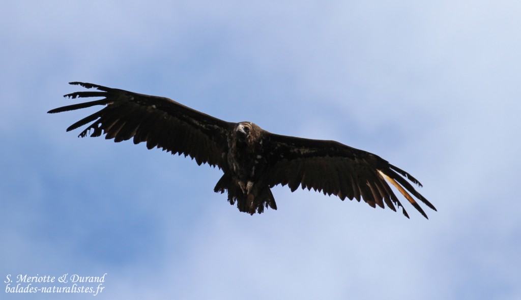 Vautour moine, Gorges du Verdon