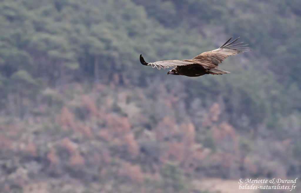 Vautour moine, Gorges du Verdon