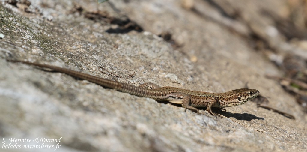 Lézard catalan, Aiguamolls