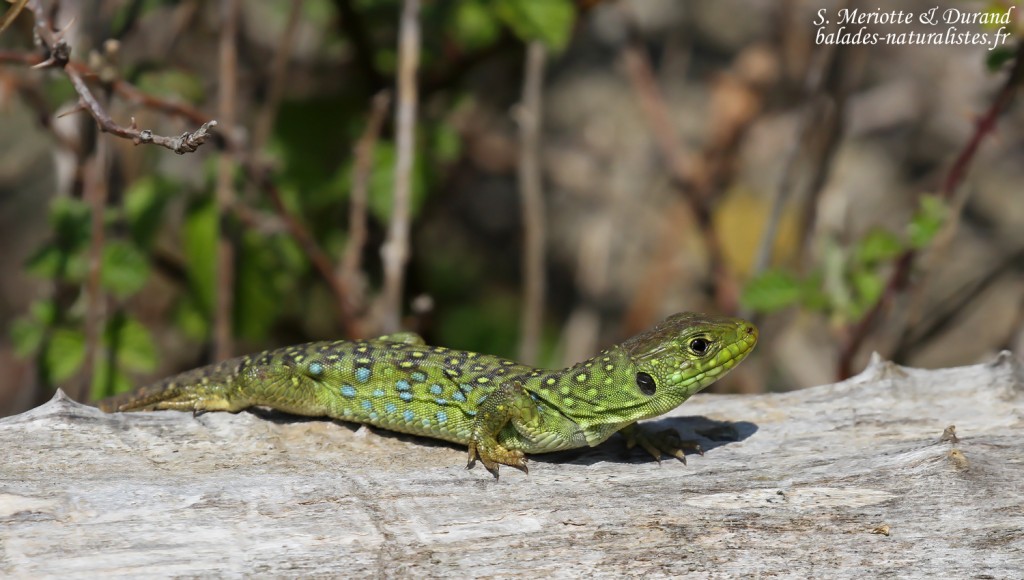 Lézard ocellé, Aiguamolls