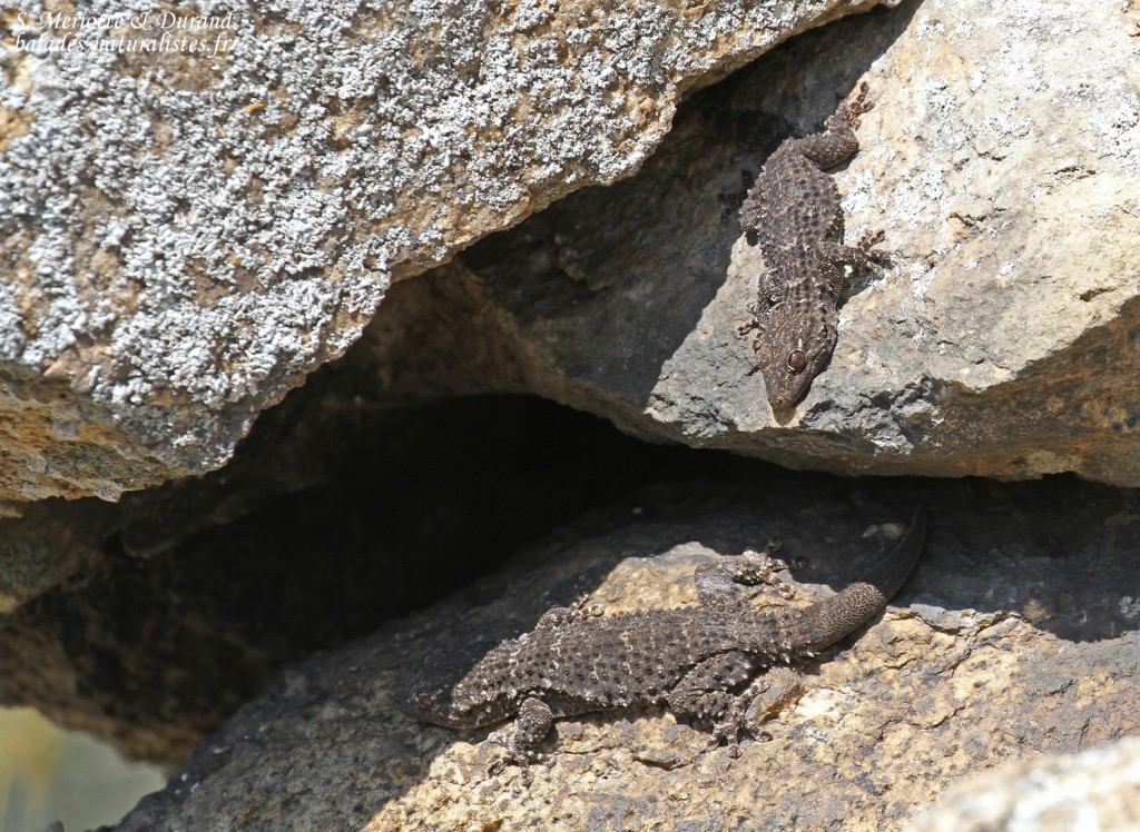 Tarente de Maurétanie, Aiguamolls