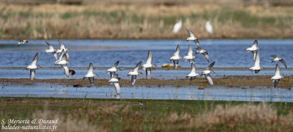 Bécasseaux variables, Aiguamolls